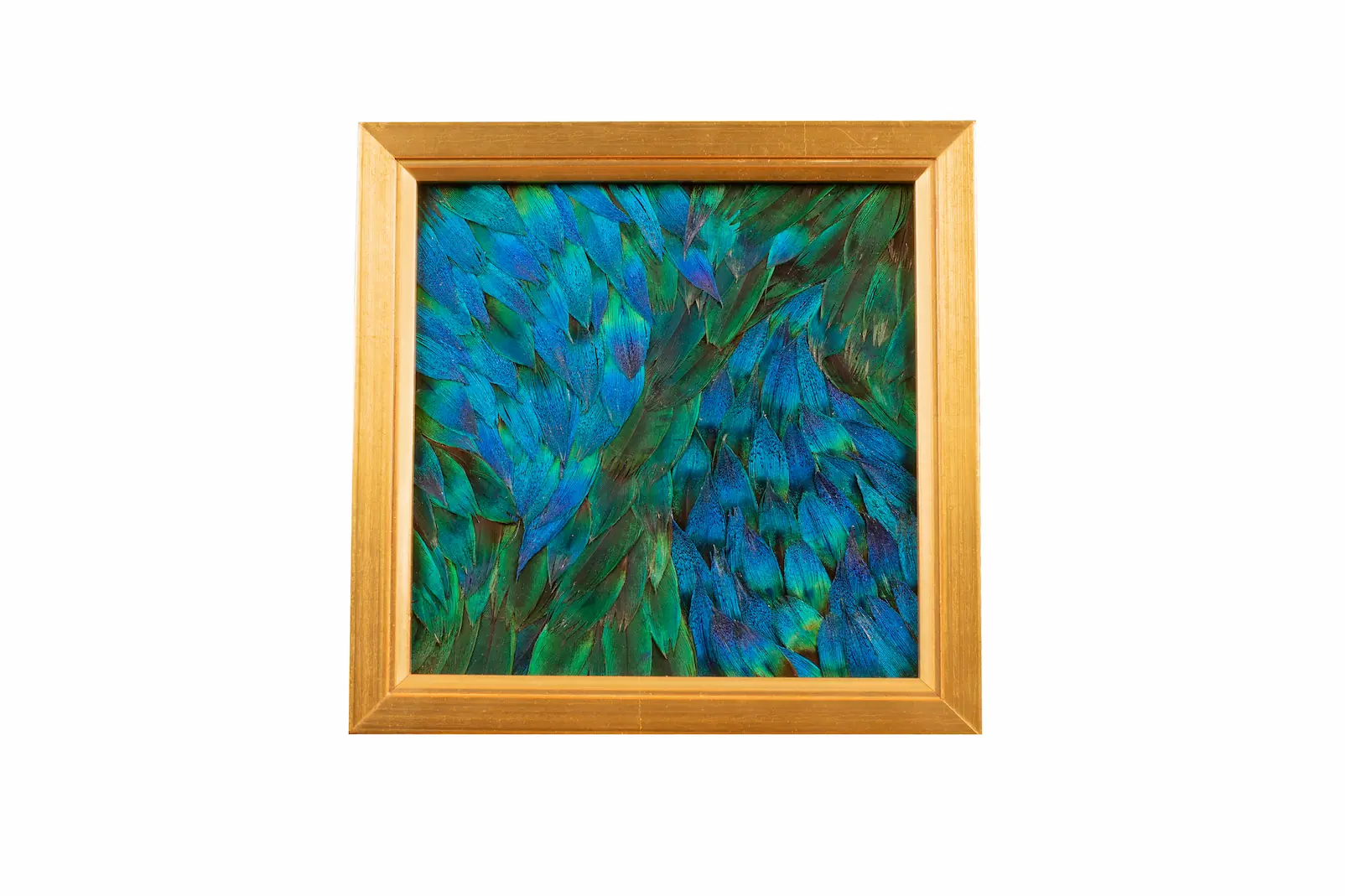 Tableau en plumes de PAON Bleu et Bleu/ Vert, fabriqué artisanalement dans mon atelier