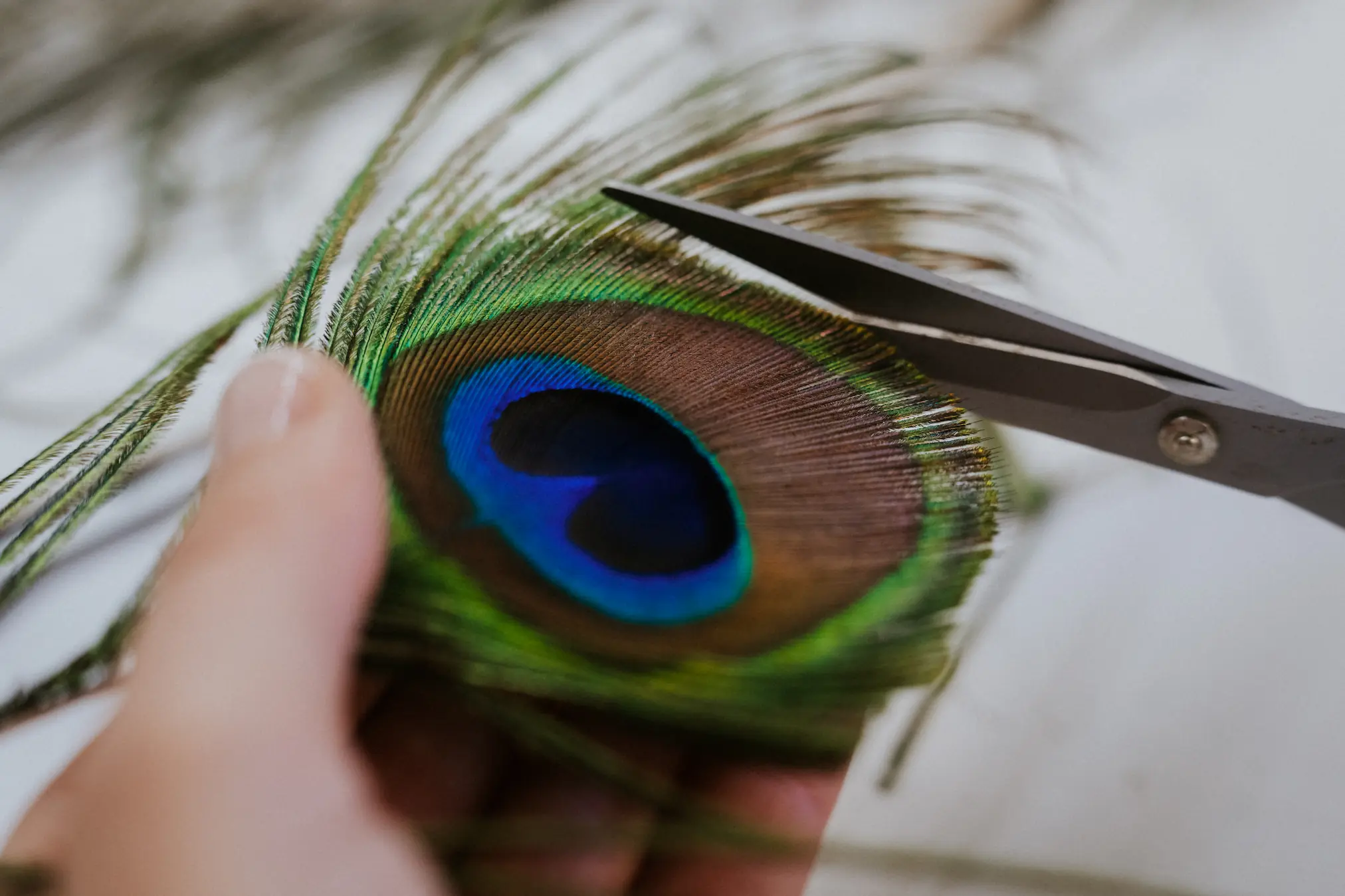 HD_PLUMASSIÈRE_19092024_KINE_Theo_t_shoot0045 Amandine artiste plumassière à Bergerac en Dordogne découpe une plume de paon avec délicatesse