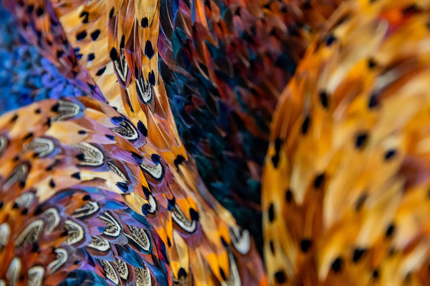 Tableau en plume l'éclat en plumes de faisan COLCHIDE marron et à motifs